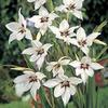 Acidanthera Peacock Orchid Bulbs - 15 Bulbs Very rare and beautiful Flowers view 1