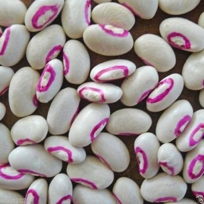 Cow-pea "Pink Eyed Purple Hulled (200 Seeds) A.K.a Southern Peas ,Organic