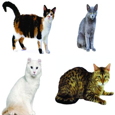 1/8 Sheet - Cats Collage Birthday - Edible Cake/Cupcake Party Topper - D20540