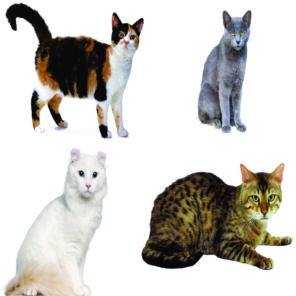 1/8 Sheet - Cats Collage Birthday - Edible Cake/Cupcake Party Topper - D20540