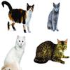 1/8 Sheet - Cats Collage Birthday - Edible Cake/Cupcake Party Topper - D20540 view 1