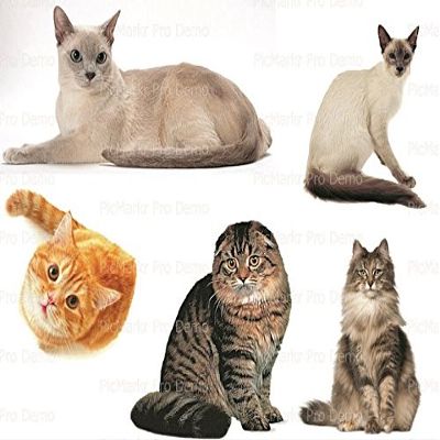 2" Round - Cats Collage Birthday - Edible Cake/Cupcake Party Topper - D20541