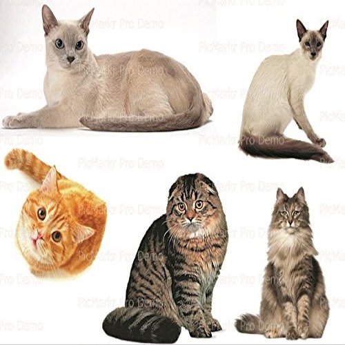 2" Round - Cats Collage Birthday - Edible Cake/Cupcake Party Topper - D20541