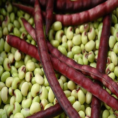 2 ozs Speckled Purplehull (Southern) Peas,Great Flavor, Shell pea