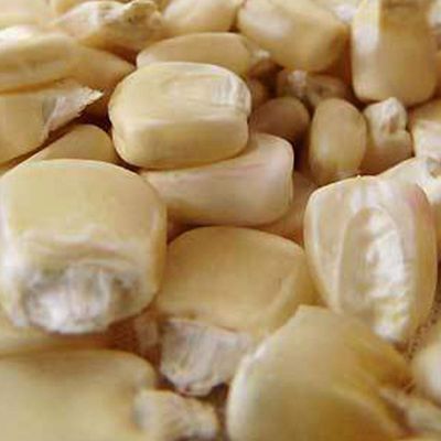 Boone County White Corn Seed - .5 OZ ~75 Seeds - Non-GMO, Heirloom, Open Pollinated, Vegetable Gardening Seeds
