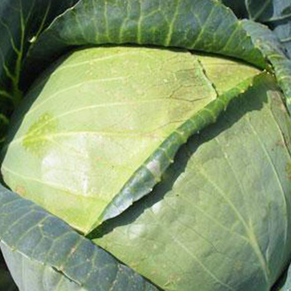 All Seasons Cabbage Seeds 1 LB ~104,000 Seeds - Heirloom, Non-GMO Vegetable Gardening & Microgreens Seed - AKA: Vandergaw, Novelty