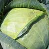 All Seasons Cabbage Seeds 1 LB ~104,000 Seeds - Heirloom, Non-GMO Vegetable Gardening & Microgreens Seed - AKA: Vandergaw, Novelty view 1