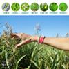PARA'KITO Mosquito Insect & Bug Protection Wristband - Mosquito Stickers, Bug Spray Alternative Essentials for Beach, Camping, Desert Hiking, Christmas Bonfires - Natural Essential Oils (Fuchsia) view 4