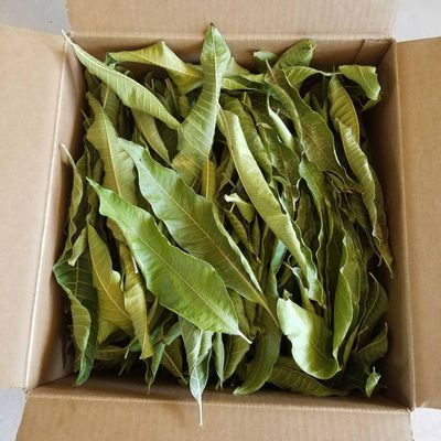 Artistic Solutions Organic Mangifera indica Dried Dry Mango Leaves Leaf forTea 50g (approx 35-45 Leaves)