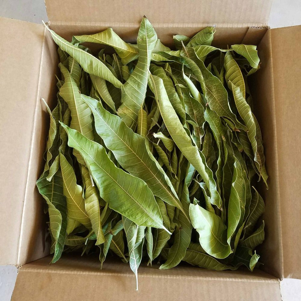 Artistic Solutions Organic Mangifera indica Dried Dry Mango Leaves Leaf forTea 50g (approx 35-45 Leaves)