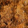 500g Wild Tibet Lethariella cladonioides / Red Snow Tea view 1