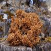 500g Wild Tibet Lethariella cladonioides / Red Snow Tea view 2