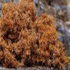 500g Wild Tibet Lethariella cladonioides / Red Snow Tea view 3