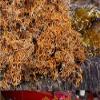 500g Wild Tibet Lethariella cladonioides / Red Snow Tea view 4