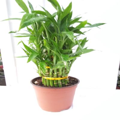 3 Tier 4" 6" 8" Lucky Bamboo 6'' Pot for Feng Shui/Unique Design