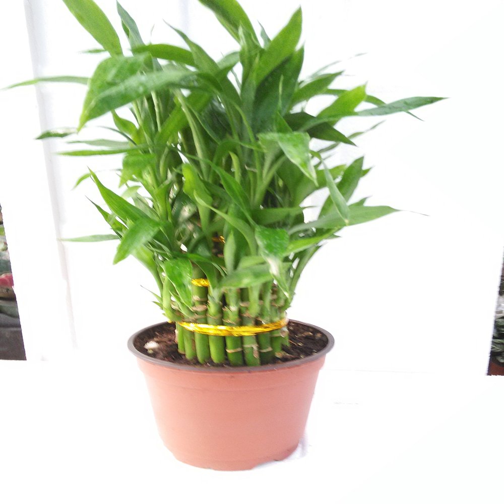 3 Tier 4" 6" 8" Lucky Bamboo 6'' Pot for Feng Shui/Unique Design