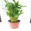 3 Tier 4" 6" 8" Lucky Bamboo 6'' Pot for Feng Shui/Unique Design view 1