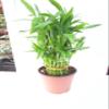 3 Tier 4" 6" 8" Lucky Bamboo 6'' Pot for Feng Shui/Unique Design view 2