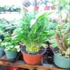 3 Tier 4" 6" 8" Lucky Bamboo 6'' Pot for Feng Shui/Unique Design view 3