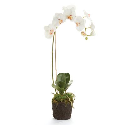 Napa Home & Garden Phalaenopsis Orchid Drop-in 26" 26" Tall 5 x 5 x 6 White