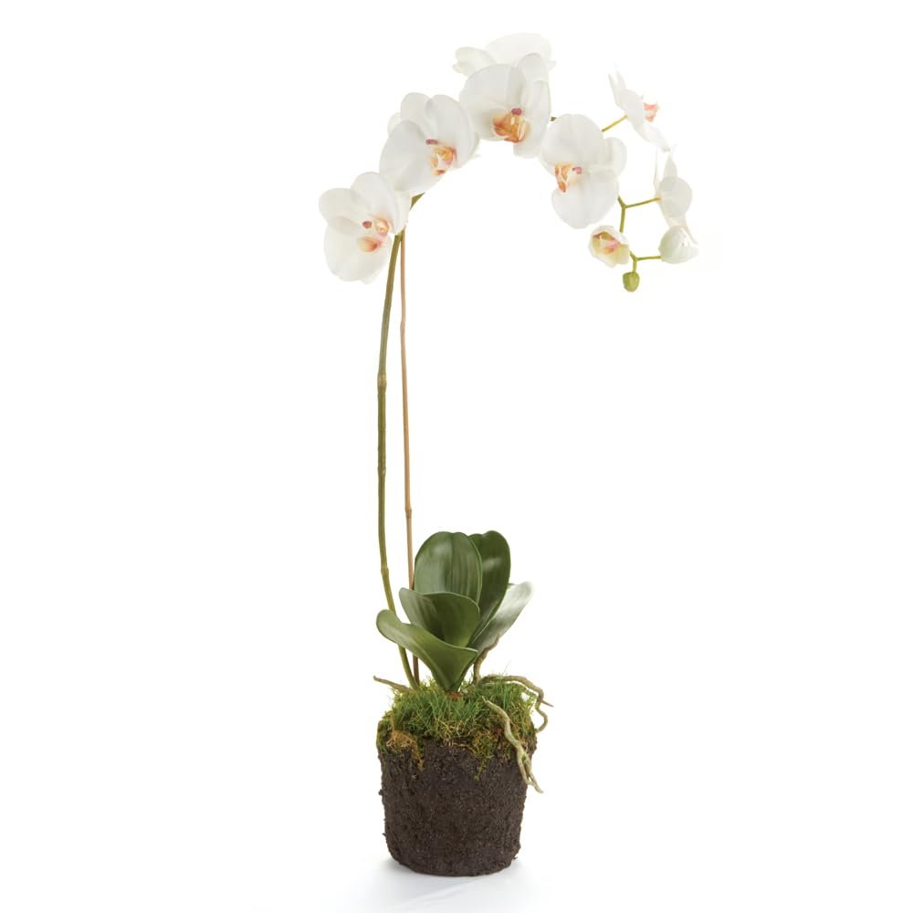 Napa Home & Garden Phalaenopsis Orchid Drop-in 26" 26" Tall 5 x 5 x 6 White