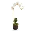 Napa Home & Garden Phalaenopsis Orchid Drop-in 26" 26" Tall 5 x 5 x 6 White view 1