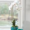 Napa Home & Garden Phalaenopsis Orchid Drop-in 26" 26" Tall 5 x 5 x 6 White view 2