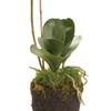 Napa Home & Garden Phalaenopsis Orchid Drop-in 26" 26" Tall 5 x 5 x 6 White view 3