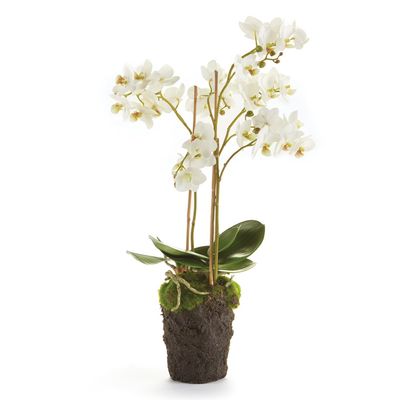 Napa Home & Garden Conservatory PHALAENOPSIS Orchid Drop-in 20-INCH 20 Inch White
