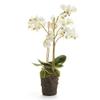 Napa Home & Garden Conservatory PHALAENOPSIS Orchid Drop-in 20-INCH 20 Inch White view 1