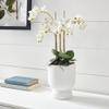 Napa Home & Garden Conservatory PHALAENOPSIS Orchid Drop-in 20-INCH 20 Inch White view 3