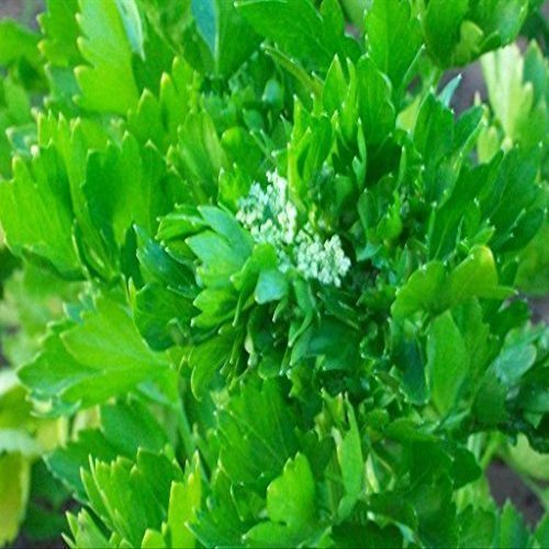 2000 Cutting Leaf Celery Apium Graveolens European Chinese Herb