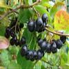 Aronia Berry 4:1 Extract - 1 lb or 16 oz view 4
