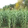 Muddy Pond Sorghum Mill - Pure Sorghum Syrup - No Additives, Non-GMO and Gluten Free 48oz view 4