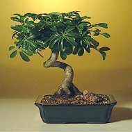 Bonsaiboy Hawaiian Umbrella Bonsai Tree - Medium Coiled Trunk Style Arboricola Schefflera Luseanne by Bonsai Boy