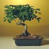 Bonsaiboy Hawaiian Umbrella Bonsai Tree - Medium Coiled Trunk Style Arboricola Schefflera Luseanne by Bonsai Boy view 1