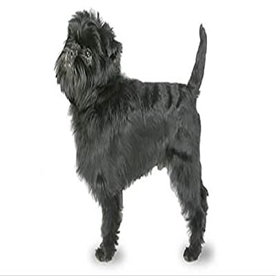 1/4 Sheet - Affenpinscher Birthday - Edible Cake/Cupcake Party Topper - D20808