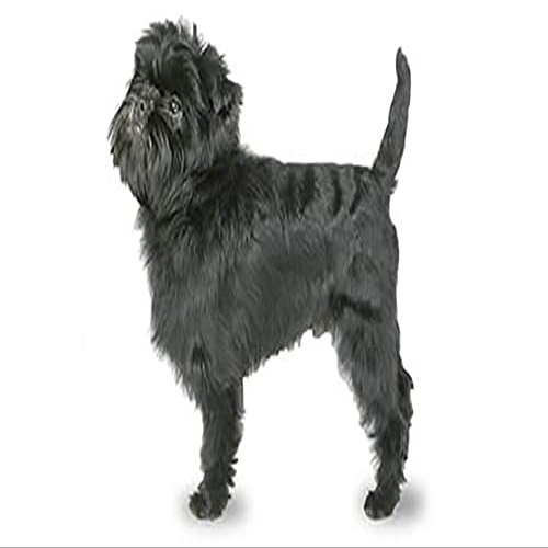 1/4 Sheet - Affenpinscher Birthday - Edible Cake/Cupcake Party Topper - D20808
