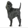 1/4 Sheet - Affenpinscher Birthday - Edible Cake/Cupcake Party Topper - D20808 view 1