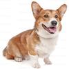 3" Round - Welsh Corgi Birthday - Edible Cake/Cupcake Party Topper - D20806 view 1