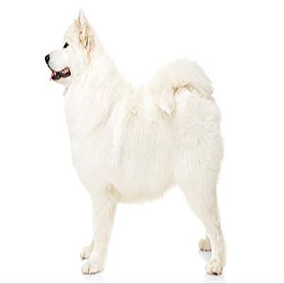 1/4 Sheet - Samoyed Birthday - Edible Cake/Cupcake Party Topper - D20807