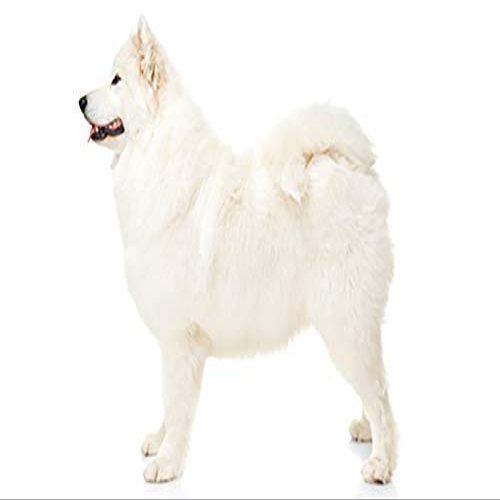 1/4 Sheet - Samoyed Birthday - Edible Cake/Cupcake Party Topper - D20807