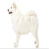 1/4 Sheet - Samoyed Birthday - Edible Cake/Cupcake Party Topper - D20807 view 1