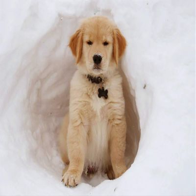 6" Round - Golden Retriever Puppy Winter Birthday - Edible Cake/Cupcake Party Topper - D20902