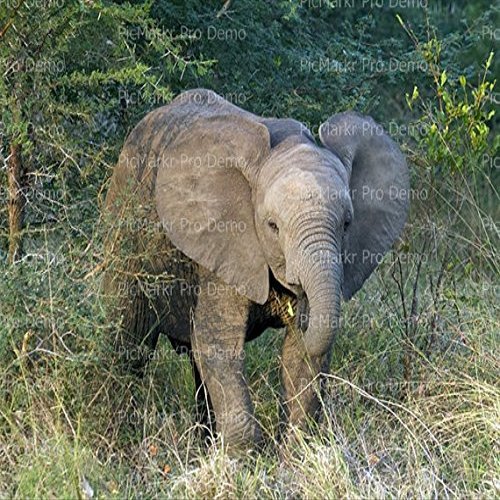 1/4 Sheet - Young Elephant - Edible Cake/Cupcake Party Topper - D20993
