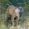 1/4 Sheet - Young Elephant - Edible Cake/Cupcake Party Topper - D20993 view 1