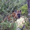 1/8 Sheet - Hyena in Bushes - Edible Cake/Cupcake Party Topper - D21012 view 1