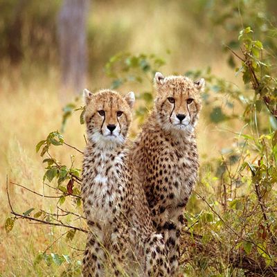 1/4 Sheet - Young Cheetahs - Edible Cake/Cupcake Party Topper - D21035