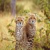 1/4 Sheet - Young Cheetahs - Edible Cake/Cupcake Party Topper - D21035 view 1