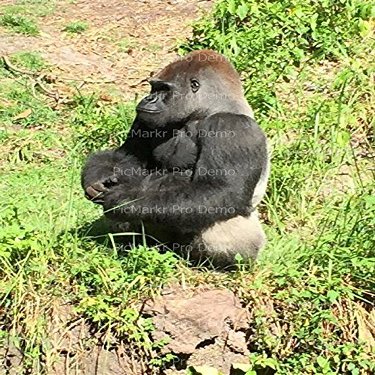 2" Round - Gorilla - Edible Cake/Cupcake Party Topper - D21059